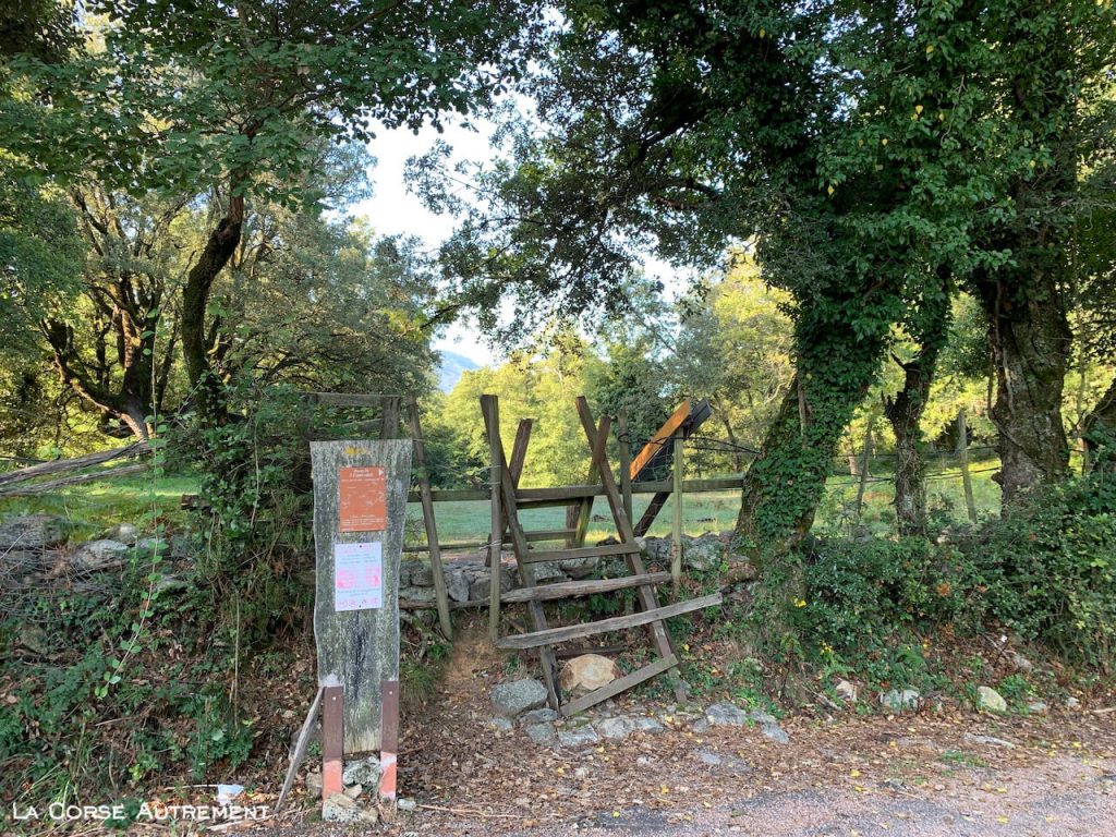 Statue Menhir de Tavera en Corse⎪La Corse Autrement