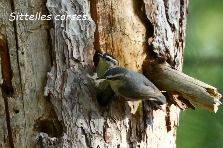 Association Oiseaux de Corse ⎪La Corse Autrement — free download