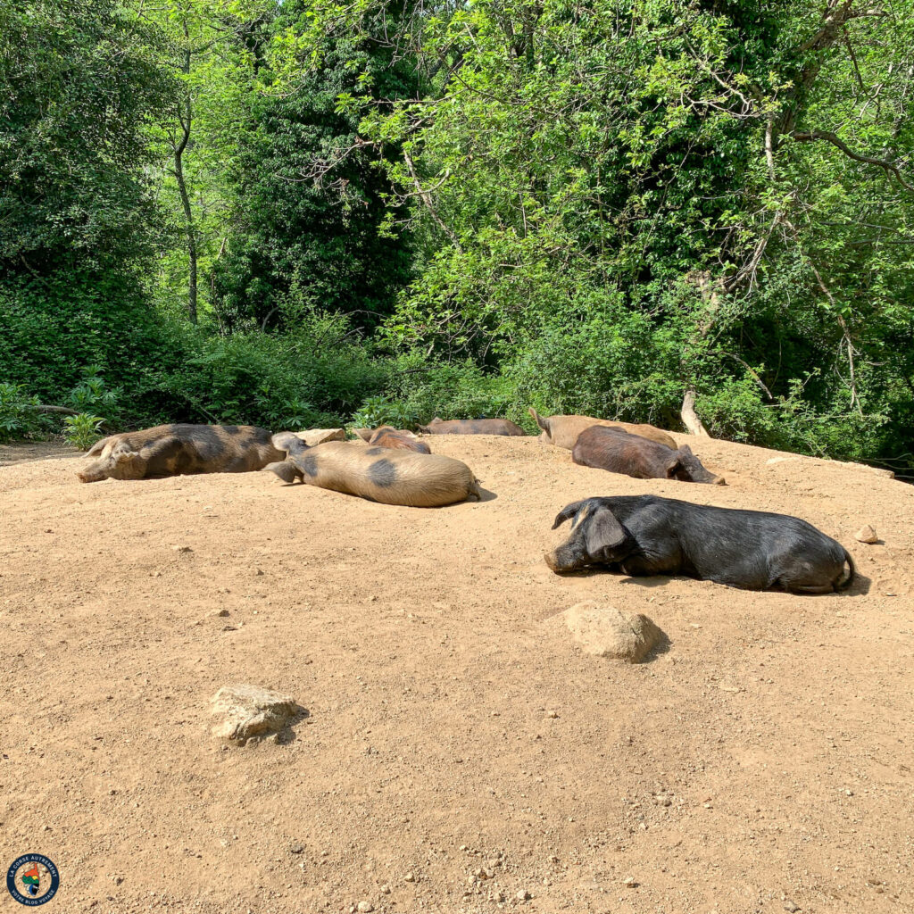 Les cochons corse