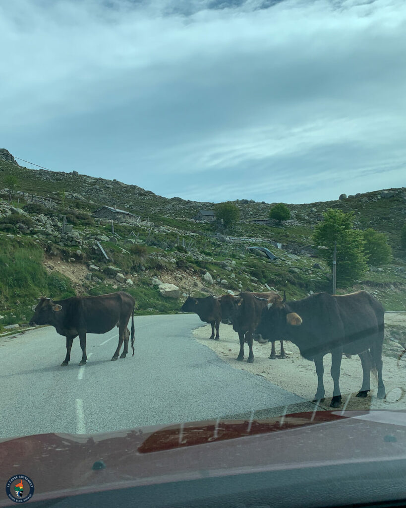 Les vaches corses