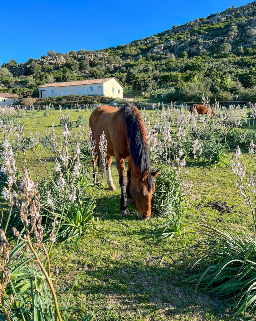 Vacances à la ferme La Canardière Saint-Florent