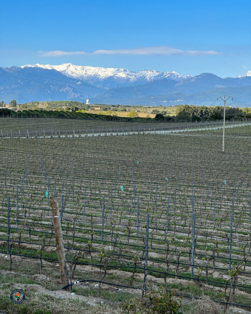 Domaine Terra Vecchia - Clos Poggiale