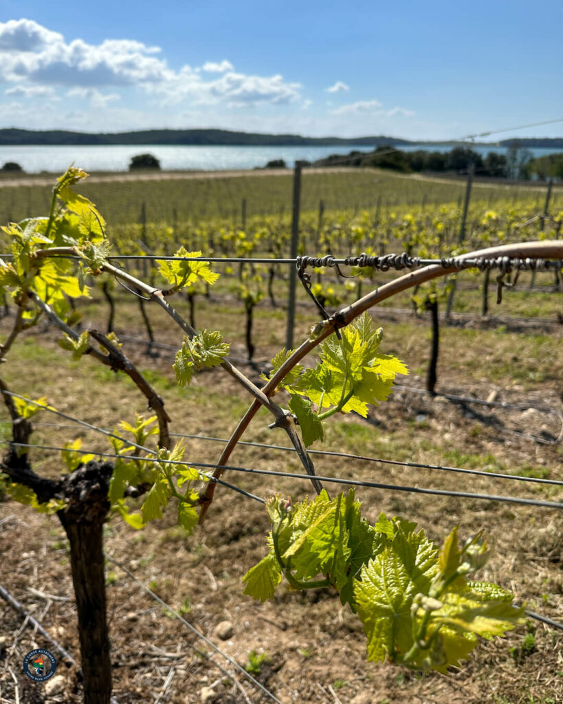 Domaine Terra Vecchia - Clos Poggiale