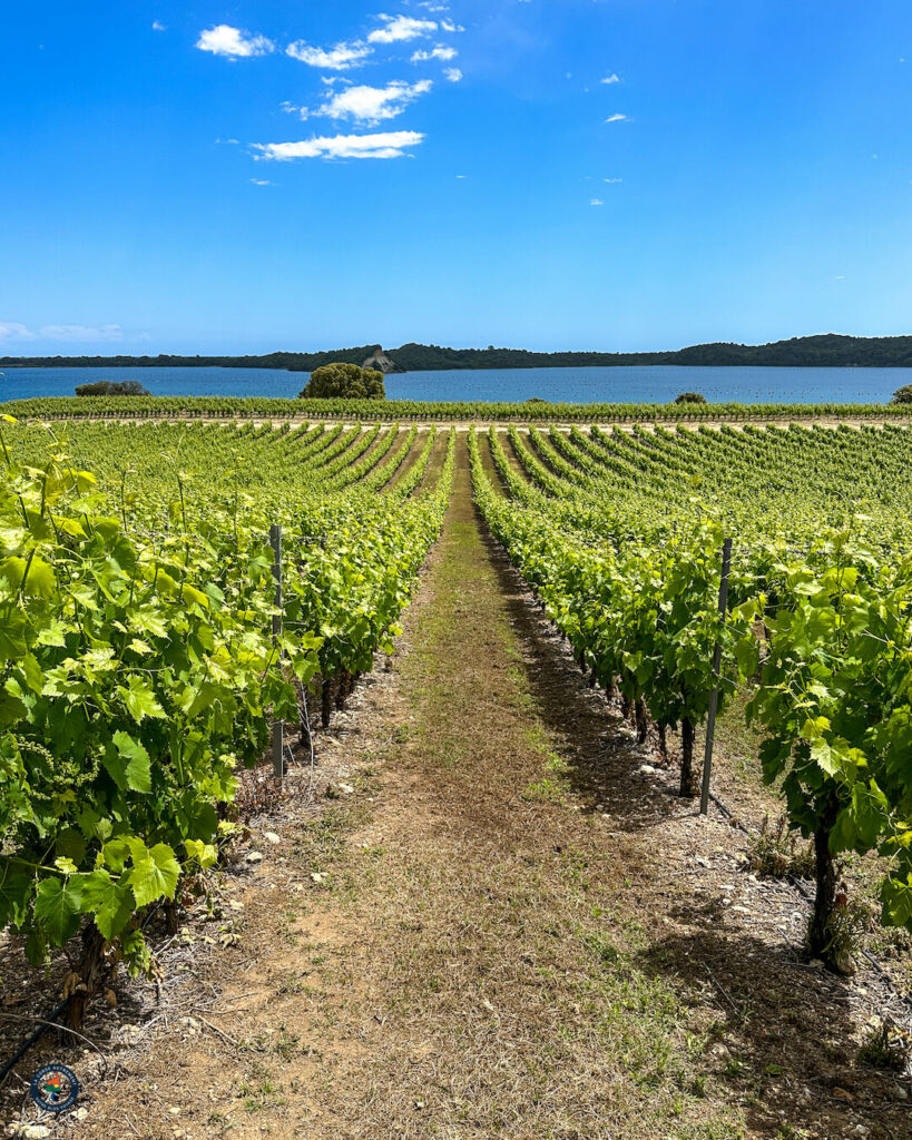 Domaine Terra Vecchia - Clos Poggiale