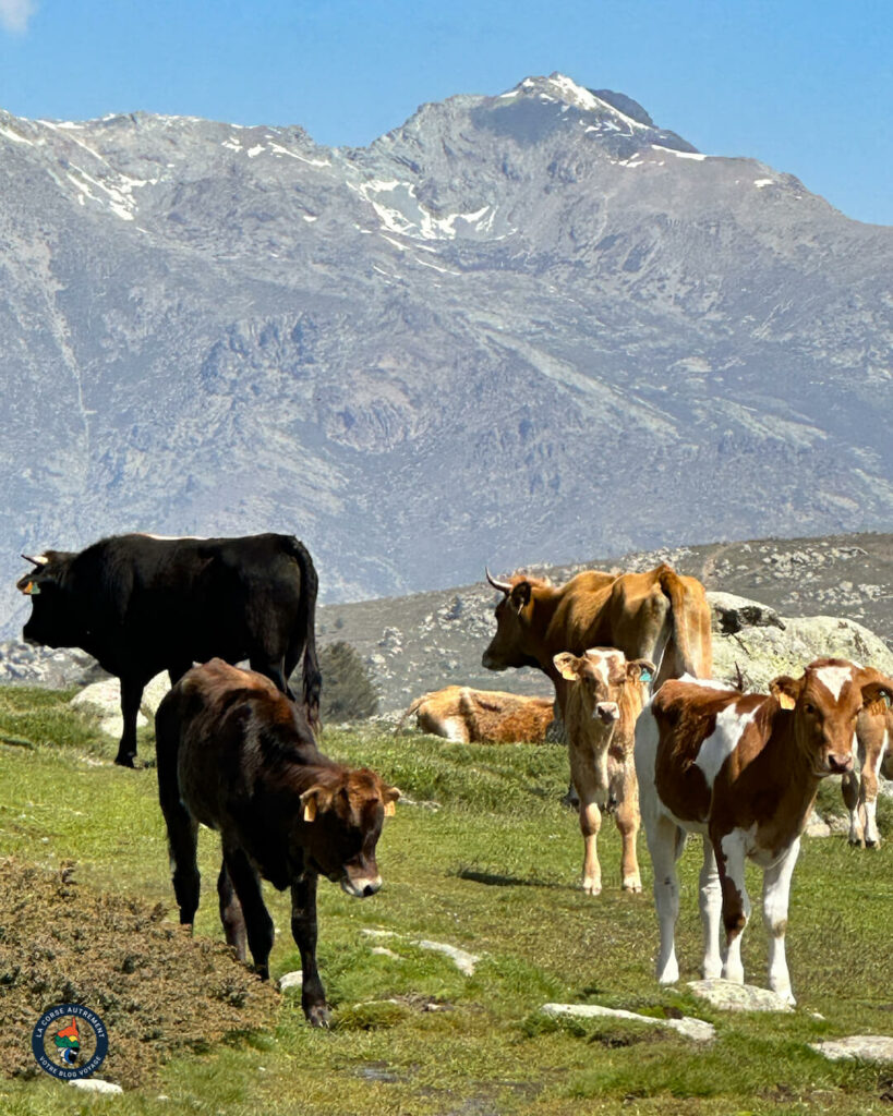 Le plateau d'Alzu