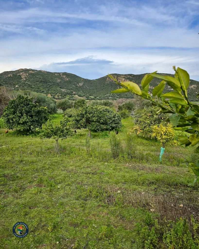 Domaine di l'alivi, Aregno, Haute-Corse