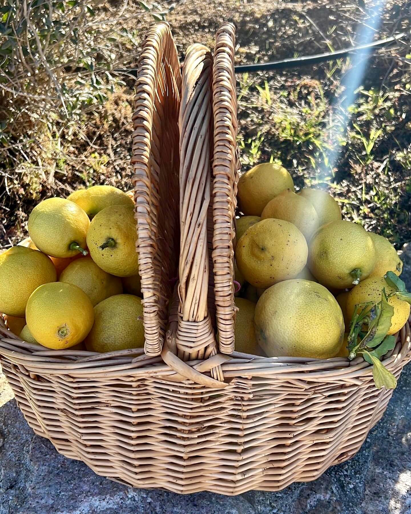 Domaine di l'alivi, Aregno, Haute-Corse