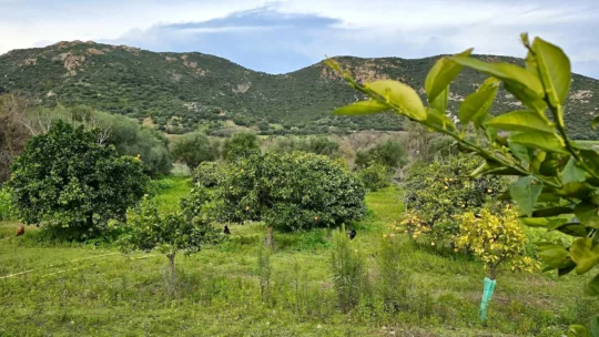 Domaine di l'alivi, Aregno, Haute-Corse