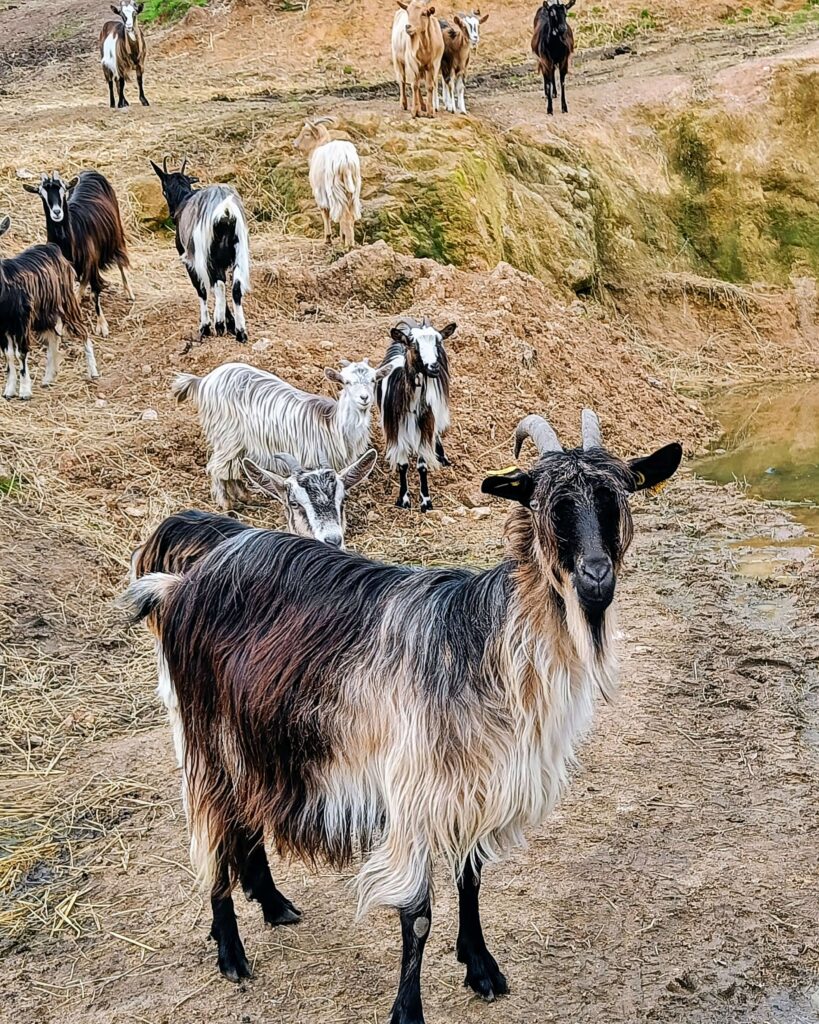 Bienvenue à la ferme Corse