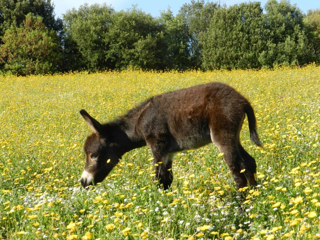 Bienvenue à la ferme Corse