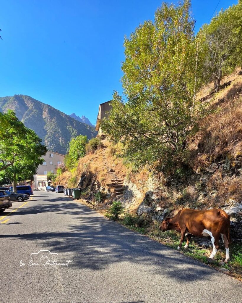 Cycling Corsica : L'Autentica Strada