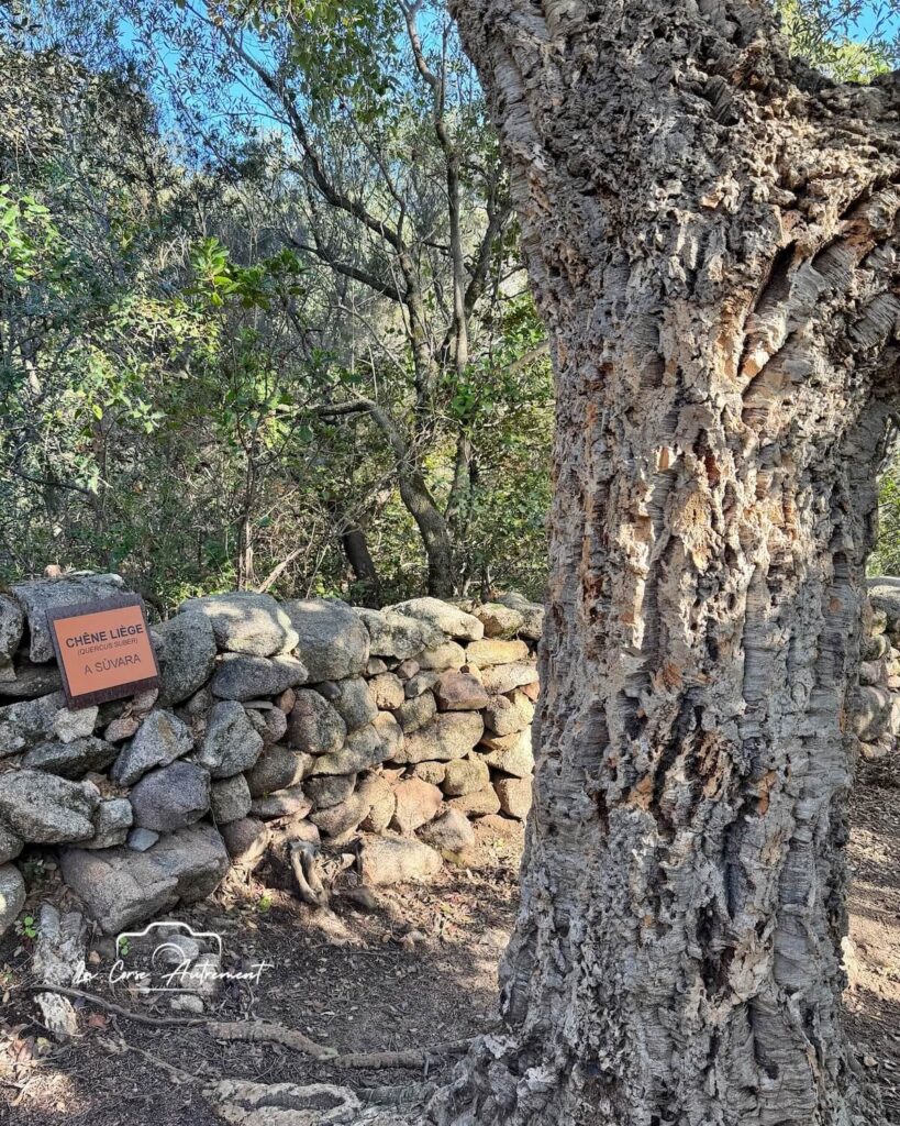 Le Sentier du Patrimoine de Monacia d'Aullène