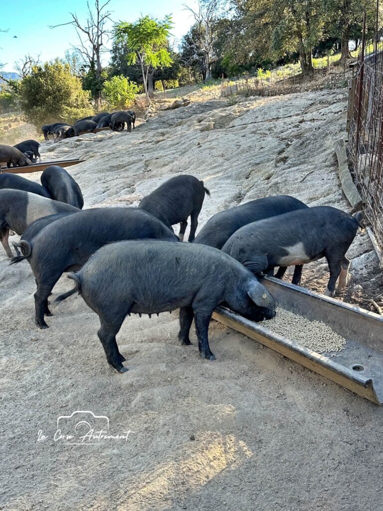 U Porcu Neru, Ucciani